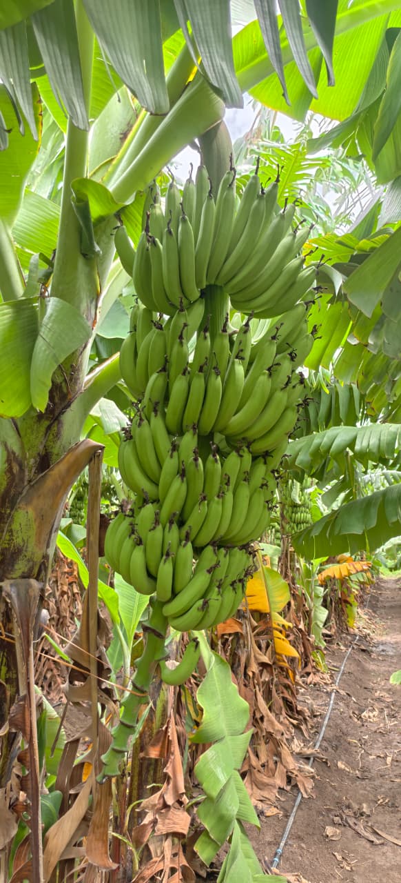 Fresh Fruits